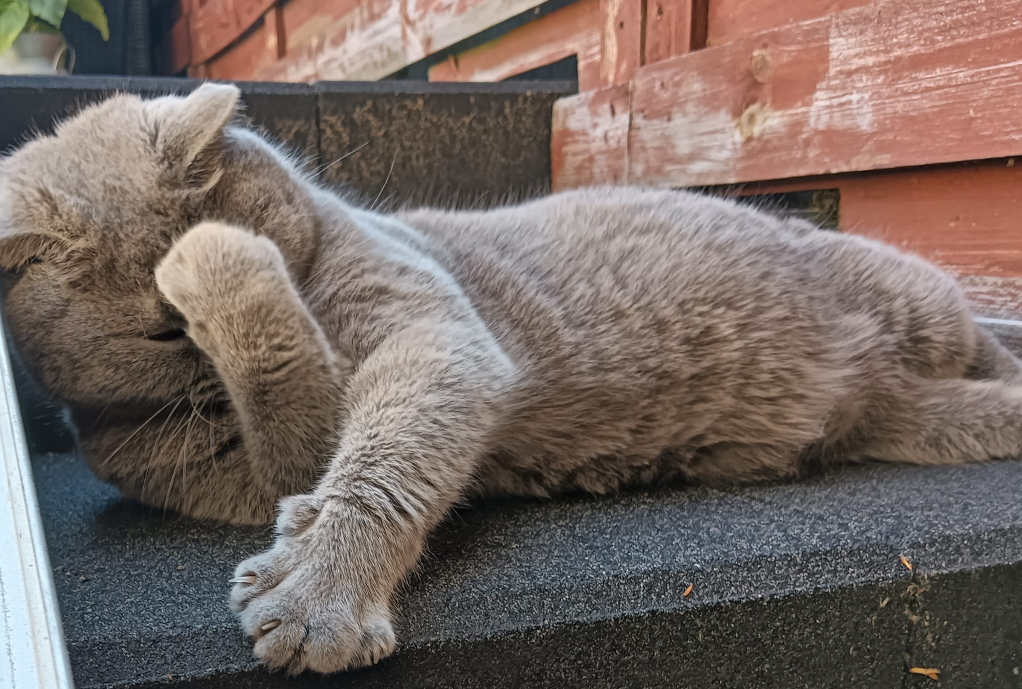 Poes