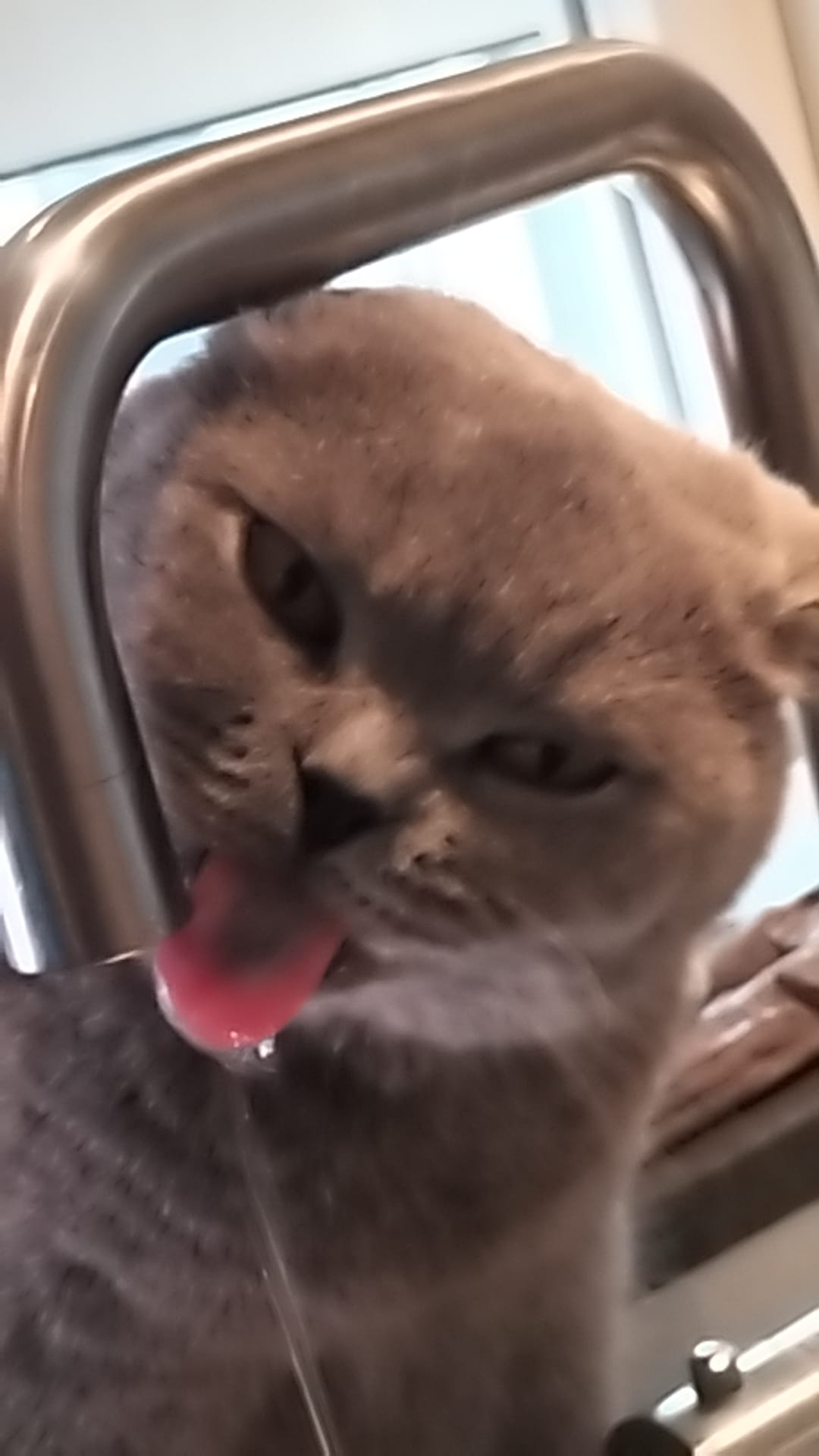 Poes
