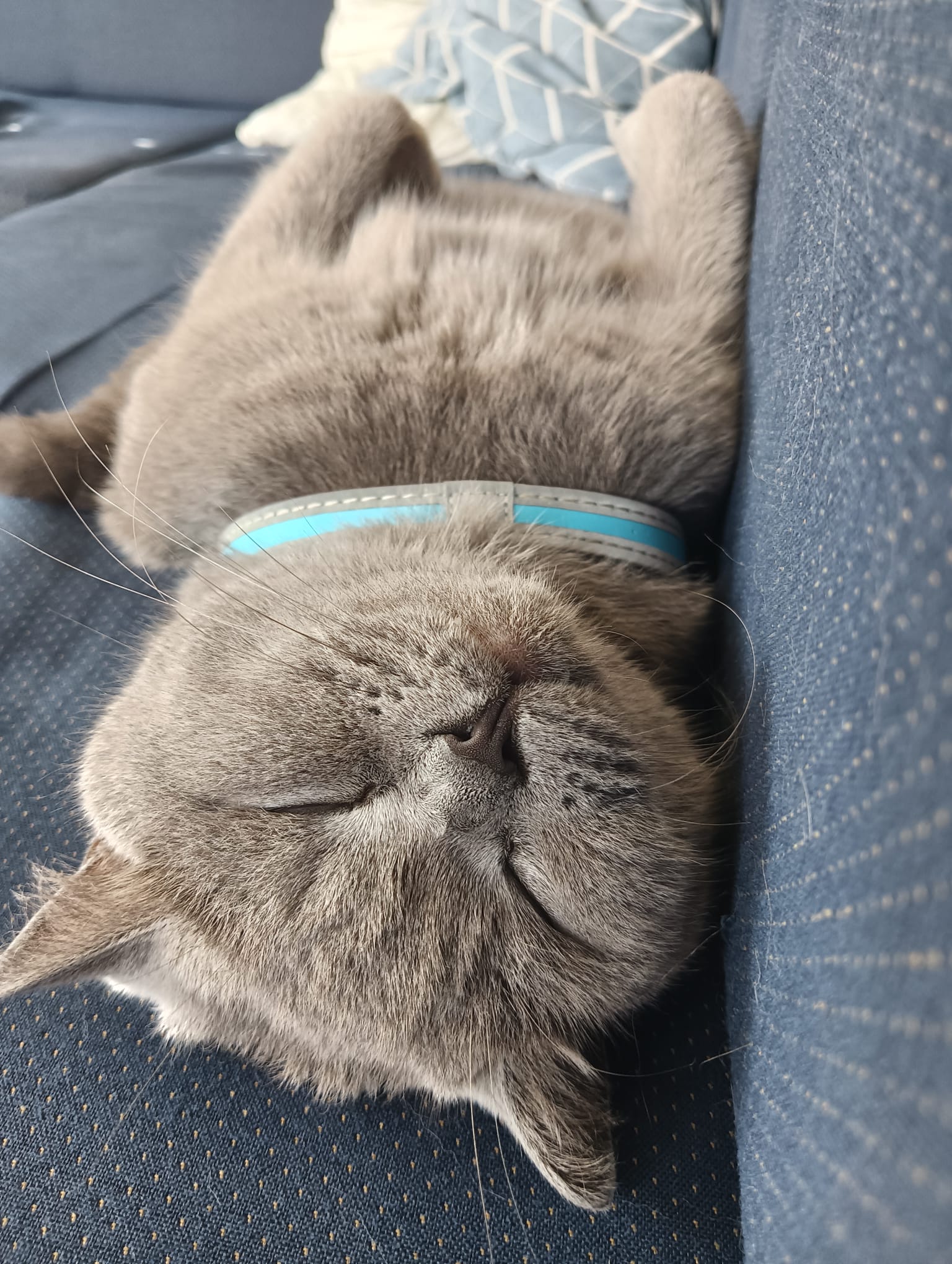 Poes